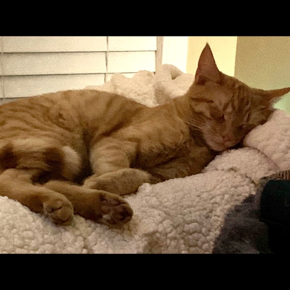 Meet your Posher, Heather - Picture 8 of 9